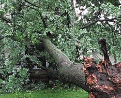 Falling Tree